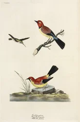 Colibri, pinson et bergeronnette
