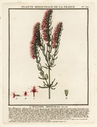 Hysope, Hyssopus officinalis