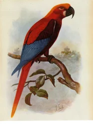 Illustration/Ara grossei/Perroquet jamaïcain