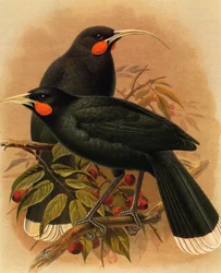 Illustration de Heteralocha acutirostris / Huia dimorphe / Huia