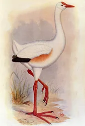 Illustration/Leguatia gigantea/Géant de Leguat