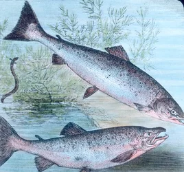 Illustration de saumon et truite saumonée