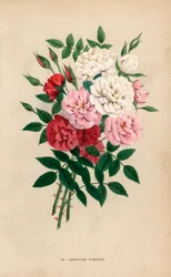 Roses bouton d