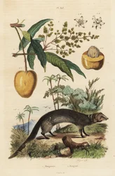 Mangouste grise indienne, Herpestes edwardsi et mangue, Mangifera indica