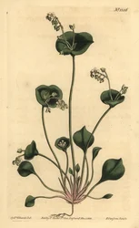 Claytonie perfoliée