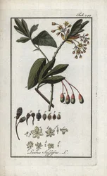 Laurier des Iroquois (Sassafras albidum). Lithographie de « Afbeelding der Artseny-Gewassen » par Johannes Zorn (1739-1799), Pays-Bas