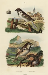 Moineau italien, Passer italiae, et moineau friquet avec œuf, Passer montanus