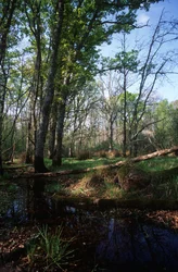 Italie, Région du Latium, Parc National du Circeo, étang à la Réserve de Biosphère