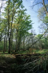 Italie, Région du Latium, Parc national du Circeo, étang à la Réserve de biosphère