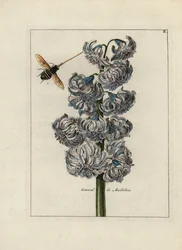 Jacinthe (ou hyacinthe), variété générale par Maillebois, avec une abeille - Lithographie attribuée à Paul Theodor van Brussel (1754-1795), auteur du bouquet de couverture, ou A.Bres., influencé par Nicolas Robert (1614-1685), publiée dans « Nederlandsch B