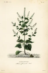 Alliaire officinale