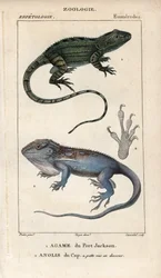 Jacky lashtail, agame de Port Jackson, Amphibolurus muricatus, et gecko nain du Cap, anolis du Cap, Lygodactylus capensis. Gravure sur cuivre coloriée à la main de « Dictionary of Natural Sciences » de Jussieu 1816-1830