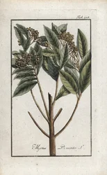 Poivre de la Jamaïque ou quatre épices ou poivre giroflée (Pimenta dioica). Lithographie de « Afbeelding der Artseny-Gewassen » par Johannes Zorn (1739-1799), Pays-Bas