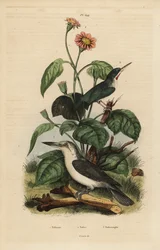 Todier de Jamaïque, Todus todus, martin-pêcheur de Mariana, Todiramphus albicilla, et tournesol, Tithonia tagetiflora