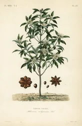 Badiane du Japon, arbre à anis ou arbre à anis sacré, Illicium anisatum, Illicium religiosum, badiane sacrée