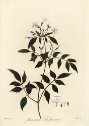 Jasmin, Jasminum officinale, 1805