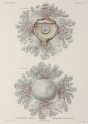 Méduse, Indonésie