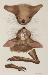 Gerboise