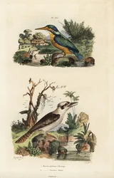 Martin-pêcheur, Alcedo atthis, et kookaburra rieur, Dacelo novaeguineae
