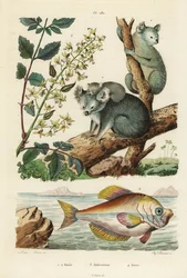 Koala, Phascolarctos cinereus, arbre à vernis, Koelreuteria paniculata, et poisson bossu indien, Kurtus indicus