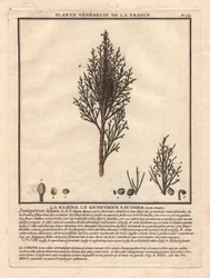 La Sabine, le Sabinier Juniperus fabina. Plante vénéneuse, description d