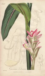 Zédoaire (Curcuma zedoaria) - Illustration de “Botanique médicale, description des plantes médicinales de Londres, Édimbourg et Dublin” par John Stephenson et James Morss Churchill