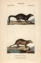 La mangouste et le suricate
