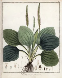 Grand plantain ou Plantain majeur - Lithographie de F. Guimpel, extraite de la botanique médicale de Friedrich Gottlob Haynes (1763-1832), Berlin
