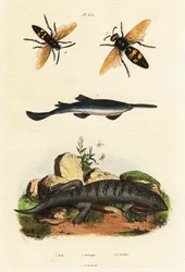 Poisson-scie à grandes dents, scinque et guêpes
