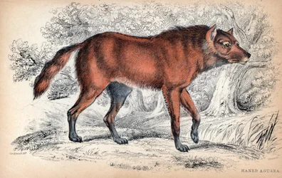 Le loup à crinière, Chrysocyon brachyurus - Lithographie par le Colonel Charles Hamilton Smith pour illustrer la Bibliothèque du Naturaliste: Chiens par Sir William Jardine, édition W. H Lizars, Édimbourg, Écosse