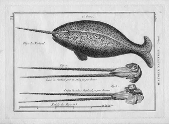 Le narvalin dans Peinture Encyclopédique et Méthodique des trois Règnes de la Nature par Pierre Joseph Bonnaterre (1762-1804), Paris 1784