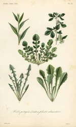 Herbes potagères
