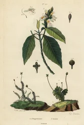 Hépatiques feuillues, Jungermannia epiphylla 1 et Jungermannia asplenoides 2, et adhatoda ou noyer de Malabar, Justicia adhatoda 3