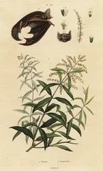 Verveine citronnelle et chauve-souris multicolore