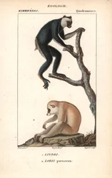 Lémurien indri indri et loris paresseux - Lithographie, illustration de Jean Gabriel Pretre éditée par Pierre Jean Francois Turpin, extraite du dictionnaire des sciences naturelles de Frederic Cuvier, Paris, France
