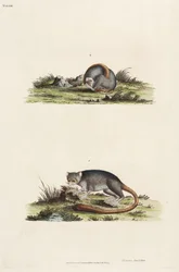 Lémuriens
