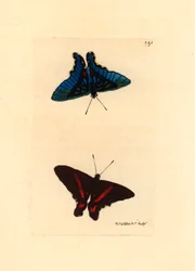 Lépidoptère, vu des ailes, le dessus a des lignes rouges et le revers chez les mâles est de couleur bleue, Ancyluris meliboeus