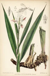 Petit galanga, Alpinia officinarum