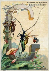Lettre G comme galop. Alphabet artistique de M. Marinier. Édité par Henry Sicard, fin 19ème siècle. Chromolithographies publicitaires pour des produits vendus en pharmacie. Dim : 12,5 x 9 cm