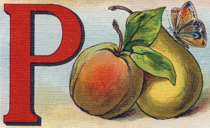 Lettre P comme pêche, poire et papillon. Gravure dans "Alphabet de ma petite fille". Bernardin-Bechet et Fils, libraires-éditeurs, Paris, vers 1895. Album indéchirable sur toile. Bibliothèque des Bébés.