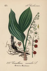 Muguet, Convallaria majalis
