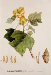 Liriodendron tulipifera/Tulipier/Tulipier de Virginie