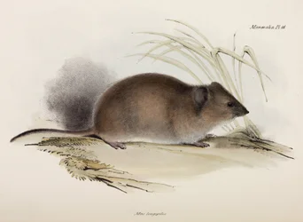 Rat à longs poils ou rat de peste, Australie, vers 1832-1836