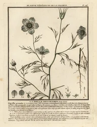 Nigelle des champs, Nigella arvensis