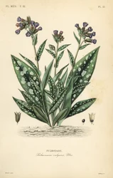 Pulmonaire