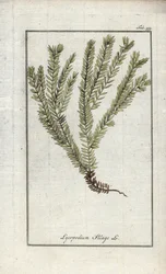 Lycopode officinal (Lycopodium clavatum). Lithographie de l