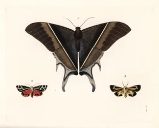 Papillon de nuit de Maclean, Lyssa macleayi 1, papillon de nuit cinnabar, Callimorpha phyllira 2, et papillon de nuit tigre Nais, Apantesis nais 3. Lithographie coloriée à la main de la nouvelle édition de « Illustrations of Exotic Entomology » de Dru Drur