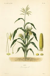 Maïs, Zea mays