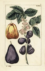Pomme de Malaisie, Syzygium malaccense
