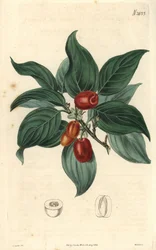 Cornouiller mâle, branche avec fruits. Illustration de C. Curtis, gravure de Weddell. Eau-forte dans The Curtis Botanical Magazine, par Samuel Curtis
